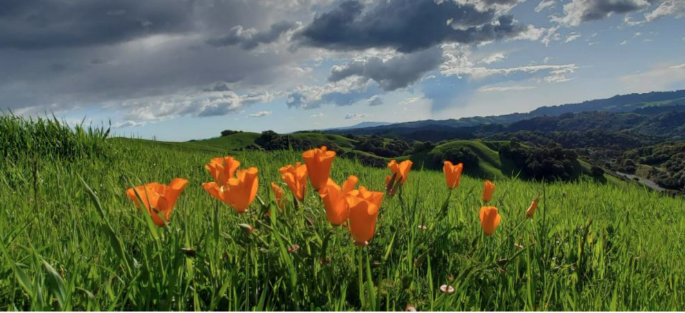 在蓝色的阳光明媚的天空下，绿色的牧场和橙色的罂粟花的风景照片