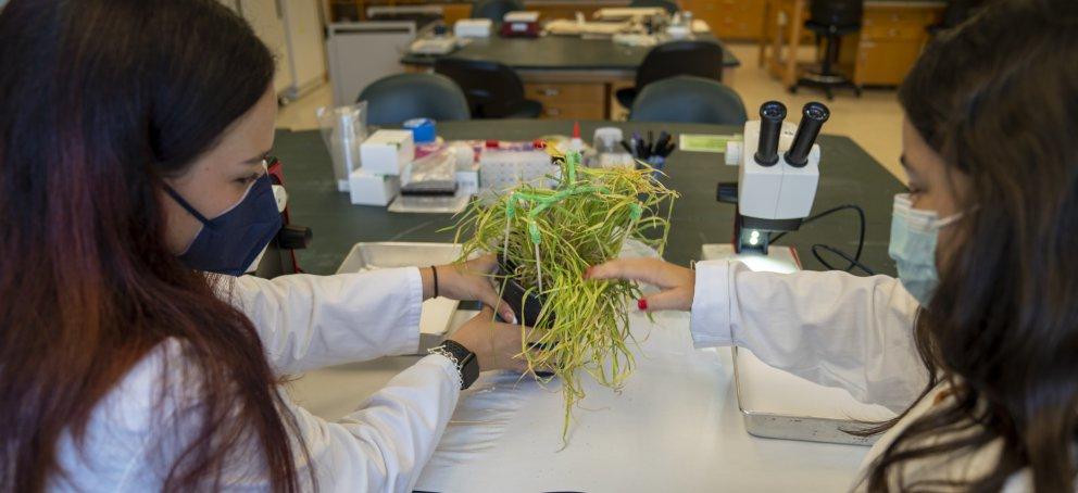2 Science students in a lab holding a green grass plant.