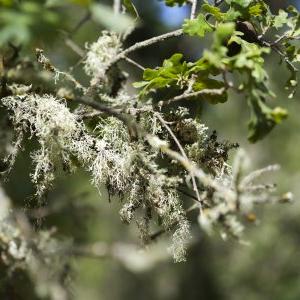 Lichen in the wilderness